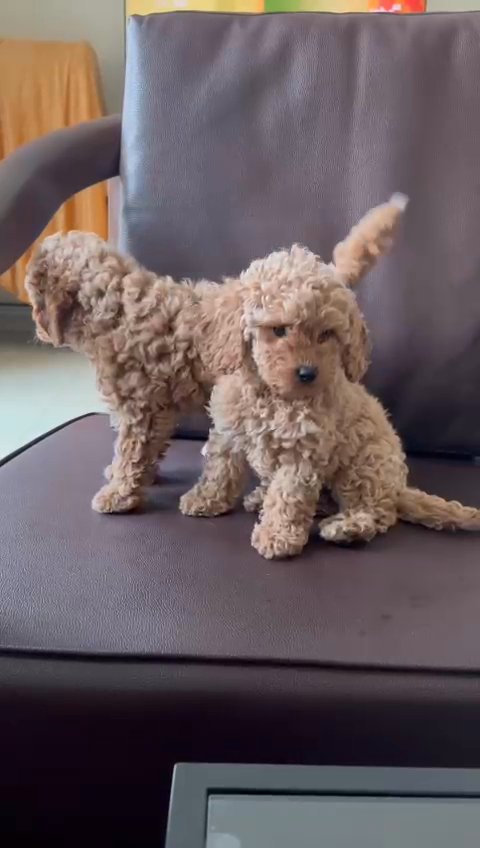 toy poodle top quality توي بوديل in Sharjah