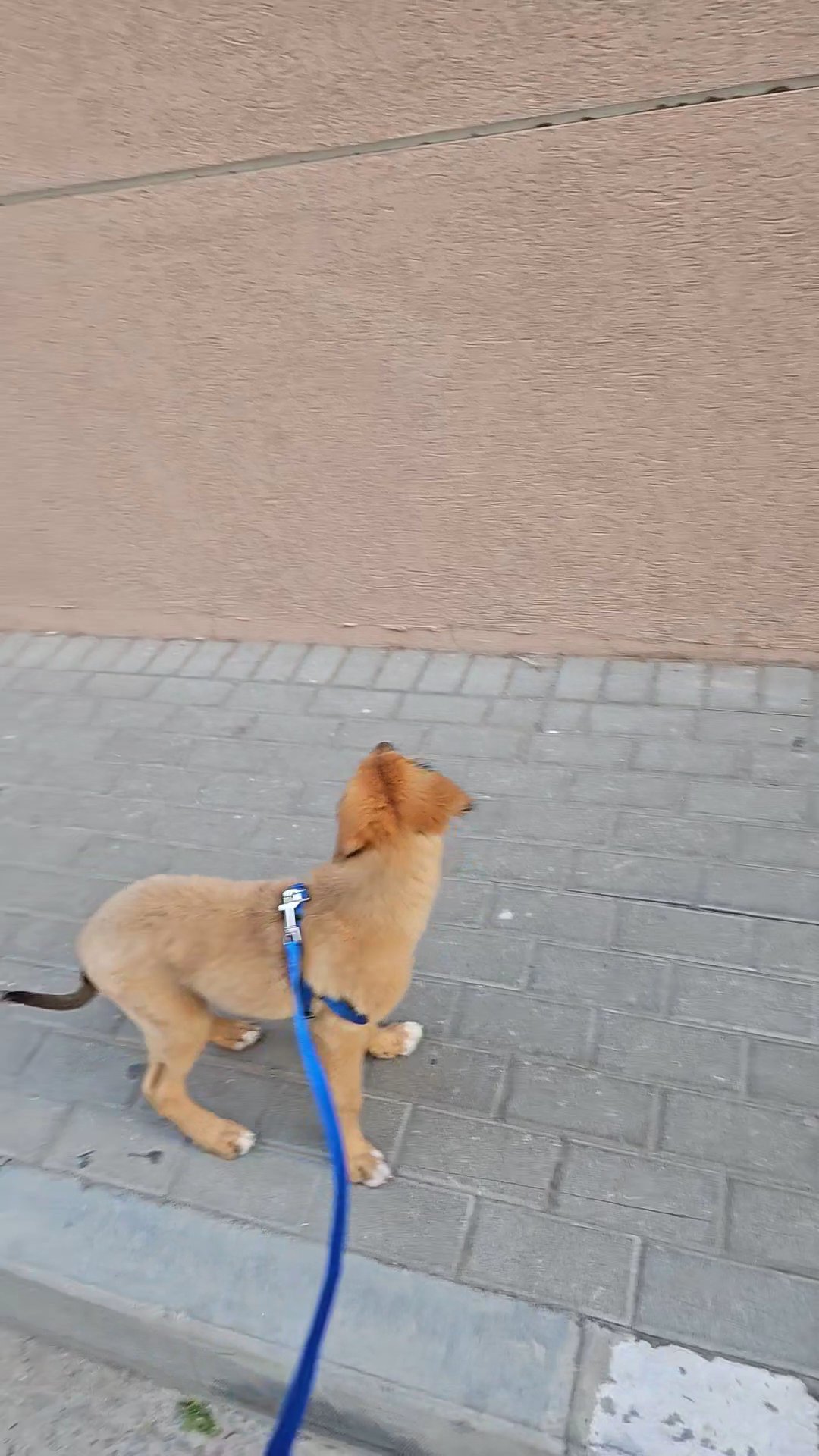 Goldador( golden retriever×labrador)puppy for sale in Dubai