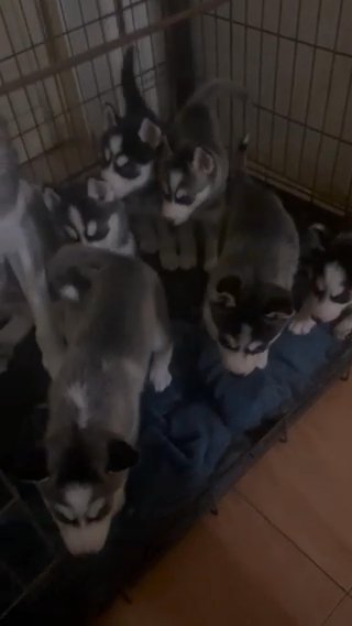 Siberian Husky’s Puppies in Umm Al Quwain
