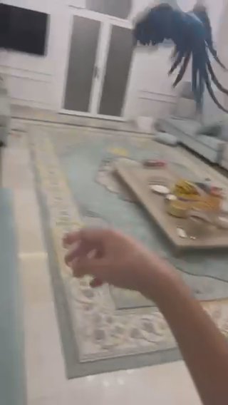 مكاو بلو اند قولد 5-6 شهور in Al Ain