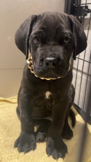 Cane Corso in Dubai