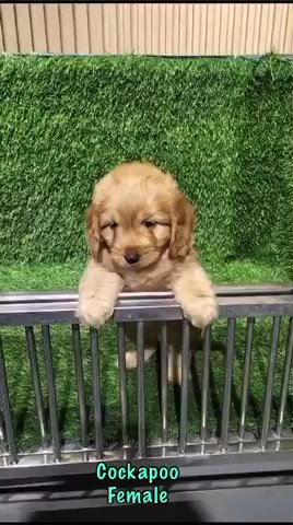 Cockapoo female & Male in Dubai