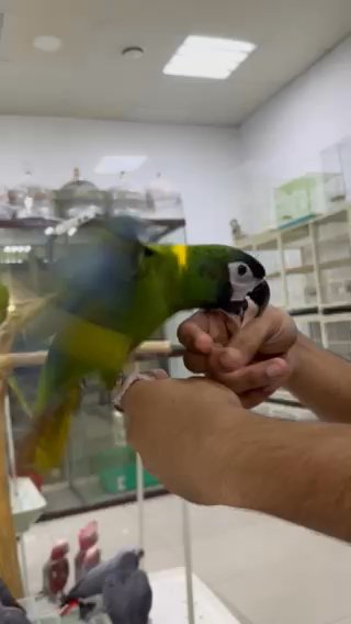 Yellow Collared Macaw in Dubai