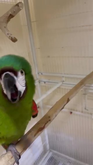 Severe Macaw 5 Years Old Breeding Pair With Nestbox in Dubai
