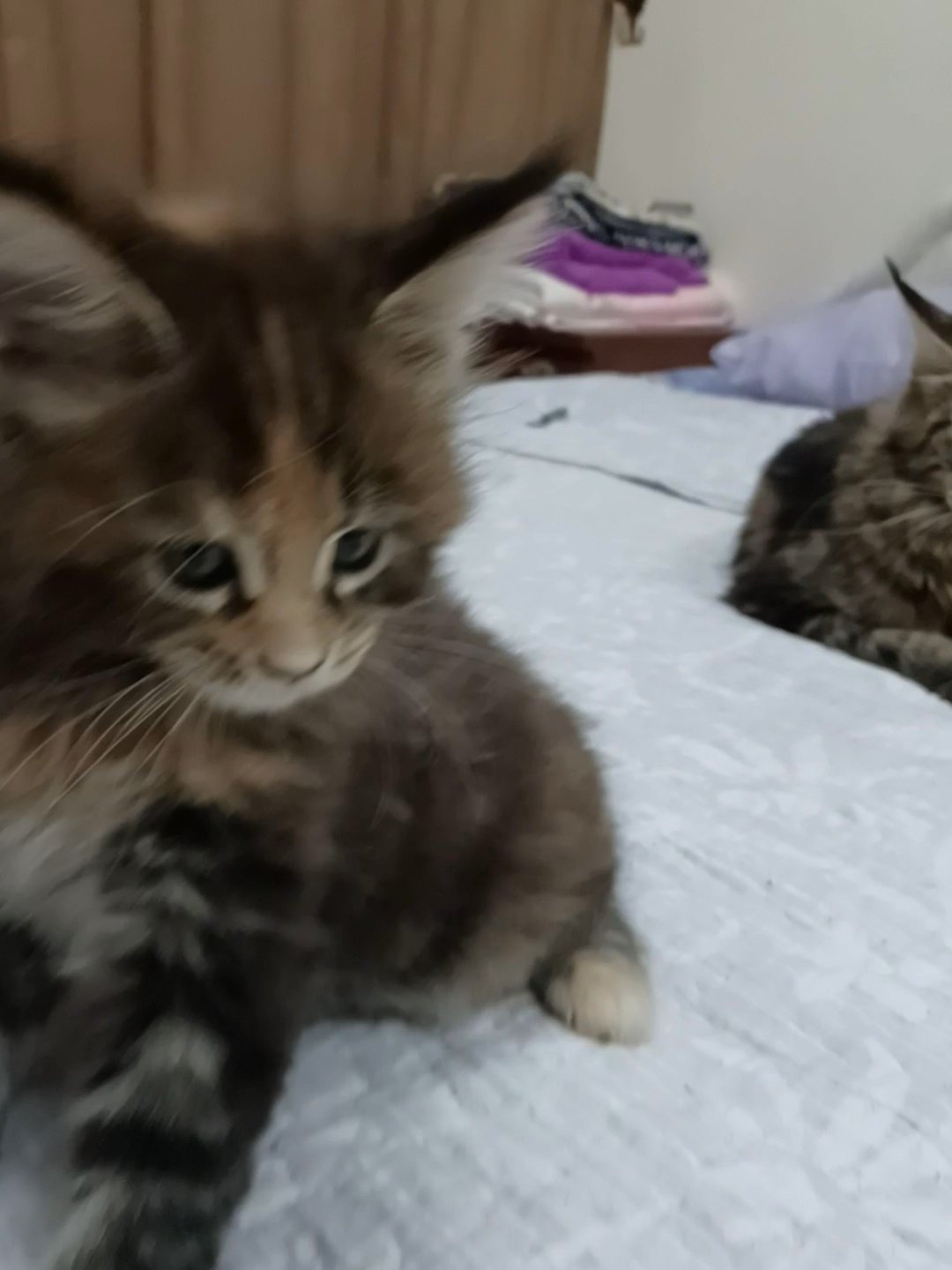 mainecoon in Sharjah