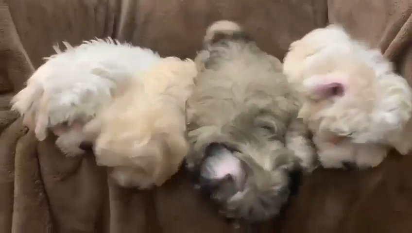 HavaPoo (Pure Havanese & Pure Toy Poodle) in Sharjah