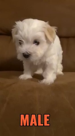 Toy Maltese in Dubai
