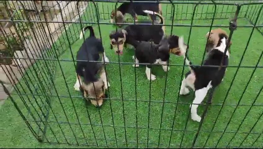 beagle puppies top quality بيجل in Sharjah