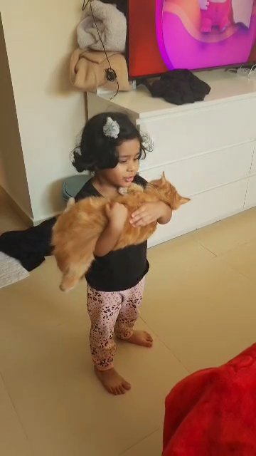 turkish angora kitten in Dubai