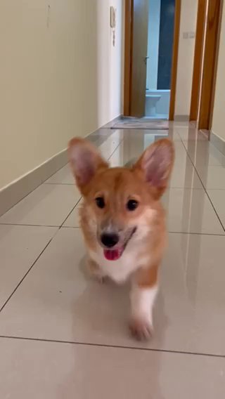 Corgi for sale in Dubai