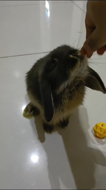 holland mini lop rabbit in Dubai
