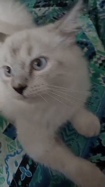 Male Turkish angora blue eyes in Ajman