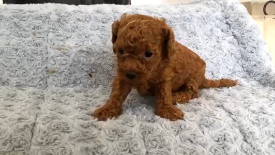 Red Colour poodle Male in Al Ain
