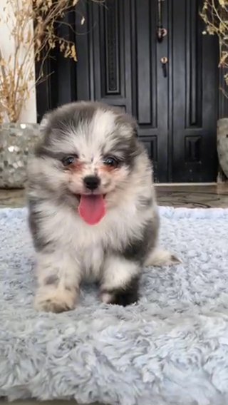 Pomeranian puppy Male in Al Ain