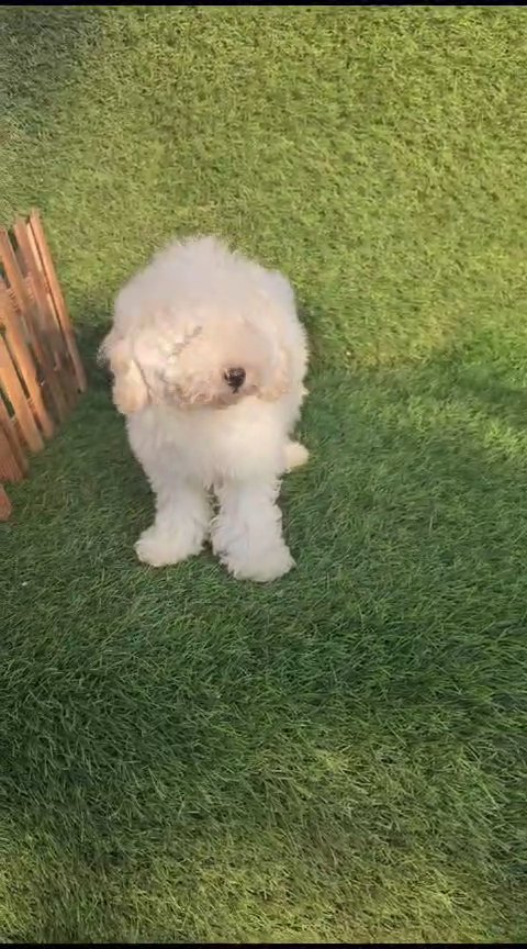 mini poodle puppy available in Dubai