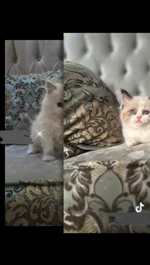 ragdoll kittens for sale in Dubai