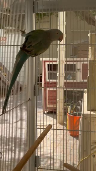 Male Torquise Ringneck Rare Color Starting To Develop Ring in Sharjah
