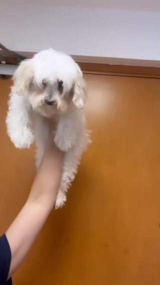 Maltipoo in Dubai