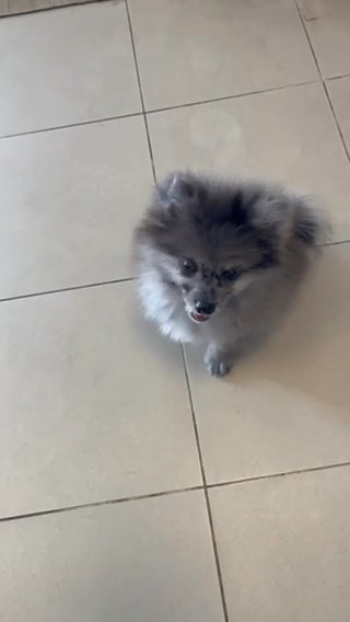 Blue Merle Pomeranian in Abu Dhabi