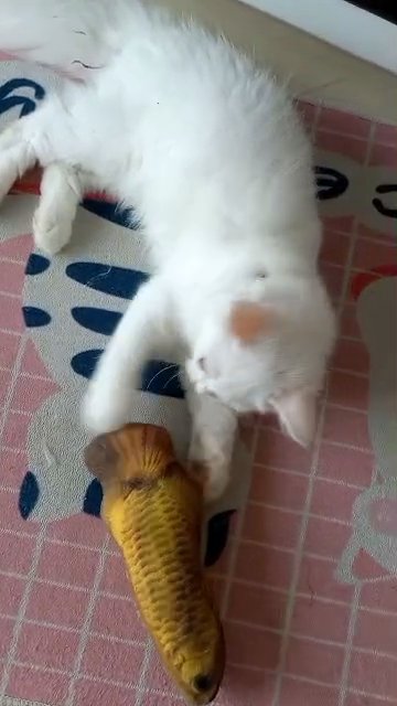 Pure Turkish angora in Ajman