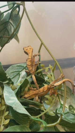 2 كرستد قيكو -  2 Crested Gecko in Dubai