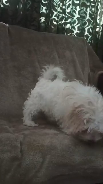 HavaPoo (Cuban Havanese Mix Toy Poodle) in Sharjah