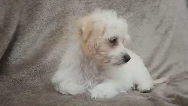 HavaPoo (Cuban Havanese Mix Toy Poodle) in Sharjah