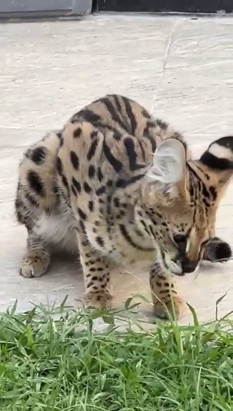 serval cat available for sale in Abu Dhabi