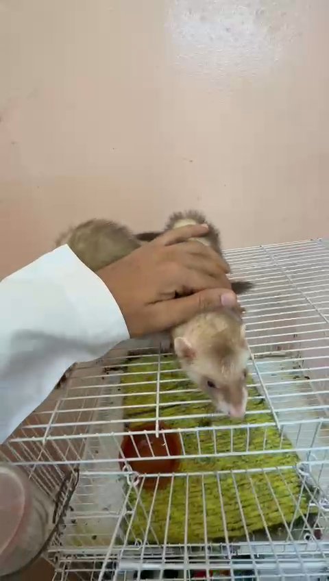 Ferret Babies in Dubai