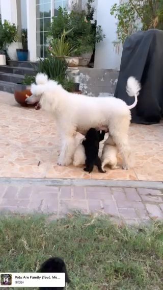 Standard Poodle Puppies in Dubai