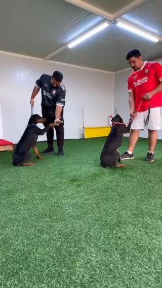 Obedience Training With Clients Dogs in Dubai
