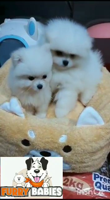 Teacup Pomeranian Puppies in Dubai