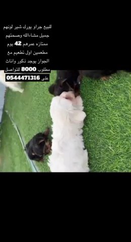 Yorkshire puppy’s in Dubai