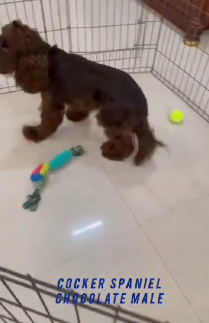 Cooker Spaniel Chocolat Female in Dubai