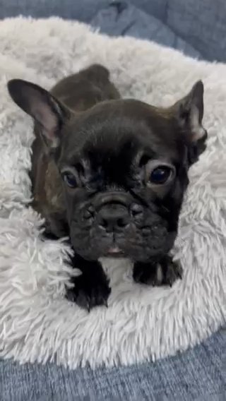 Best French Bulldog available in RAK City