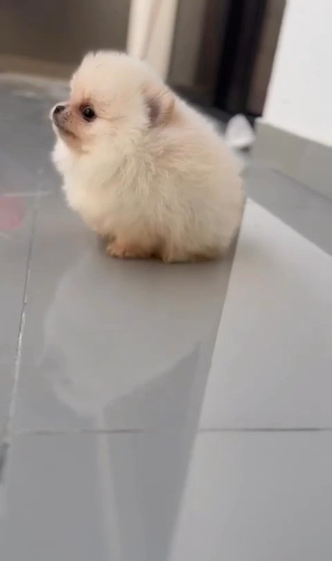 Teacup Pomeranian Puppy in Dubai