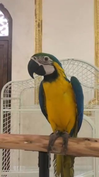 فرخ مكاو - Baby Macaw in Dubai