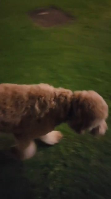 RARE Golden doodle in Dubai