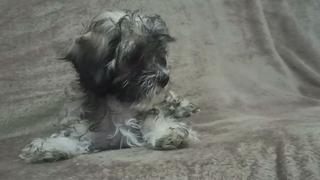 HavaPoo (Cuban Havanese Mix Toy Poodle) in Sharjah