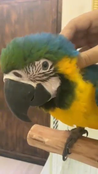 فرخ مكاو - Baby Macaw in Dubai