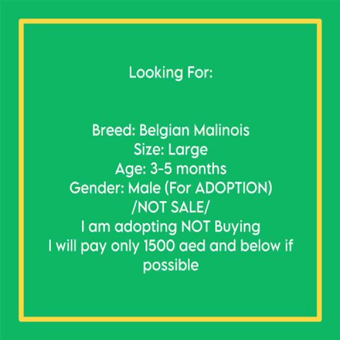 I WANT A Belgian Malinois in Sharjah