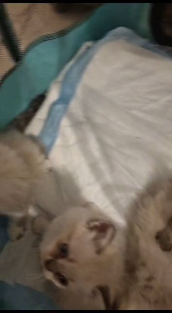 pure Ragdoll kittens in Dubai