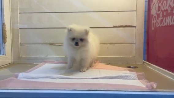 Pomeranian in Dubai