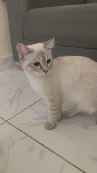 Himalayan Cat in Abu Dhabi