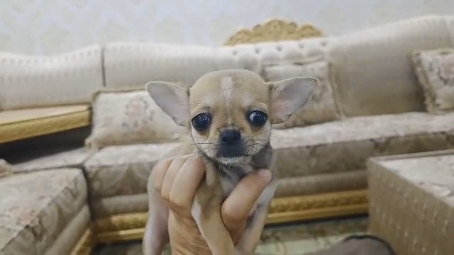 mini Chihuahua in Fujairah