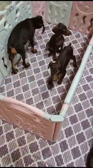 Dobermann Puppies in Dubai