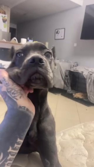 Cane Corso Female 5 Months in Dubai