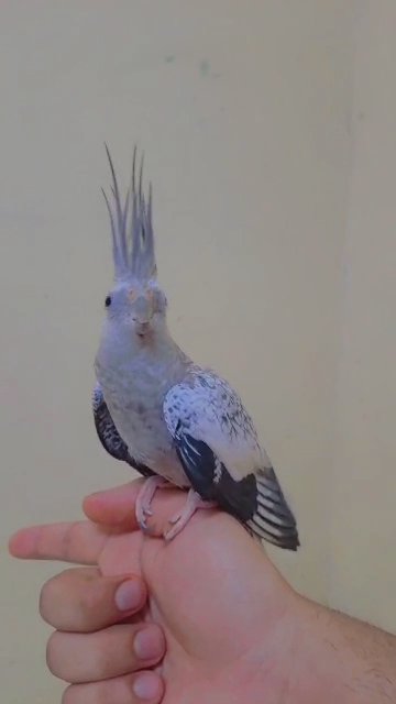Fully-tamed White-faced cockatiels available in Sharjah