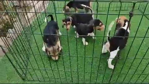 Beagle Puppies imported parents in Dubai