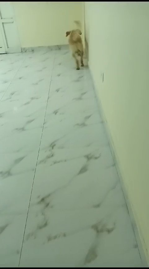 Pure Labrador Retriever in Dubai